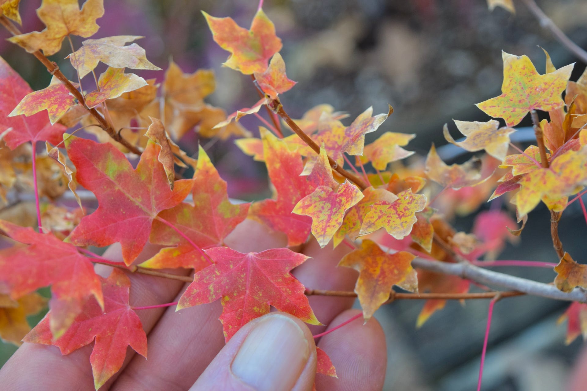 Acer truncatum Flower God.  Dwarf Shantung maple from Fire Dragon Shandong.