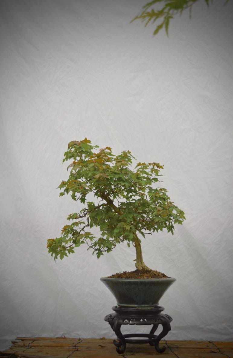 Acer truncatum Happy Dragon dwarf Shantung, Shandong maple.