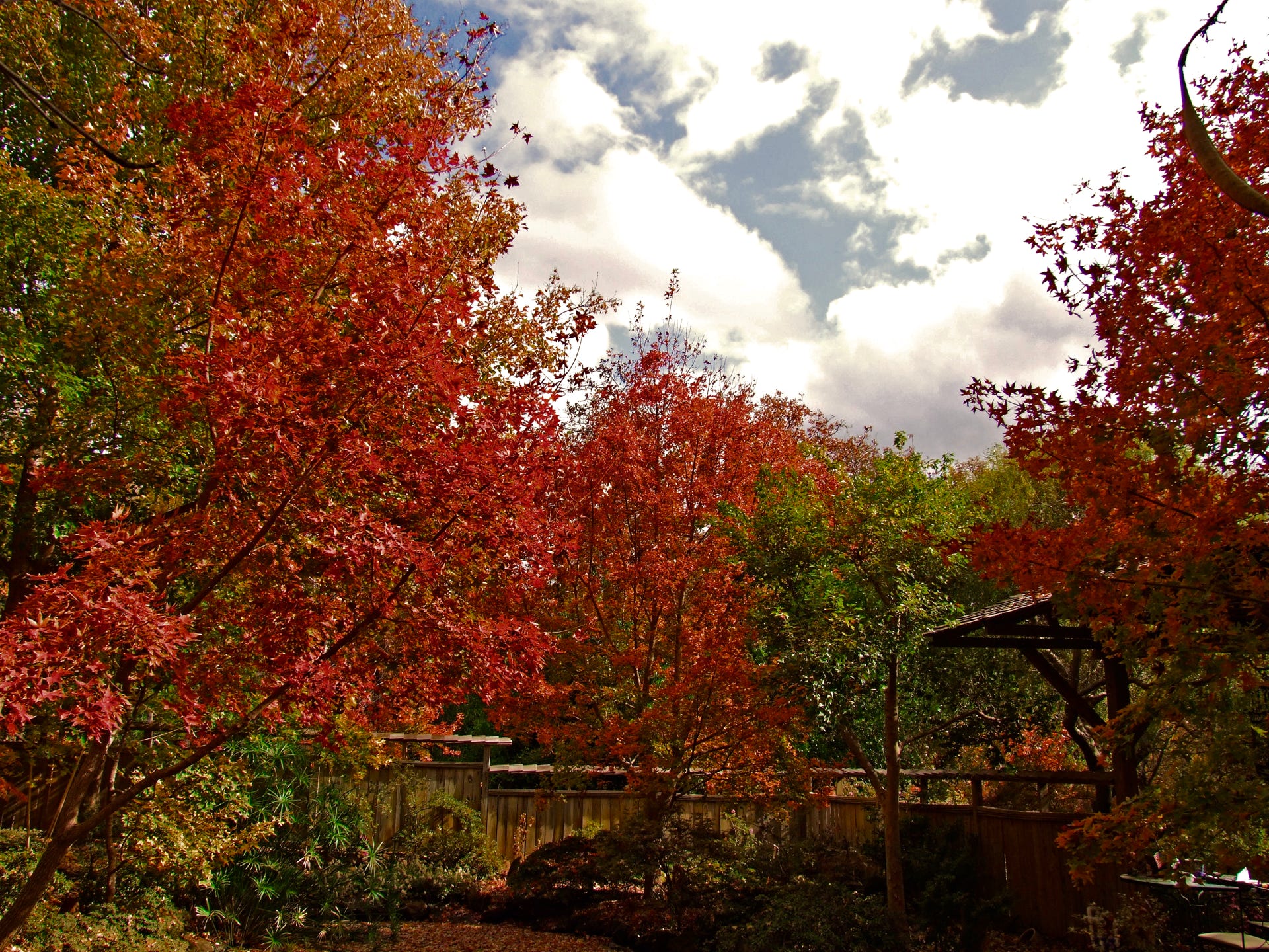 Acer truncatum Shantung maple Shandong maple tree, fall color, bonsai, metro maples, maple leeaves, information on maples