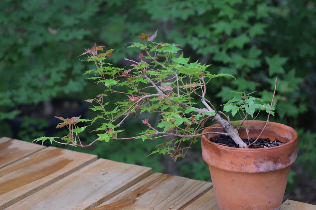 Acer truncatum Shantung maple Shandong maple bonsai dwarf Baby Dragon TM