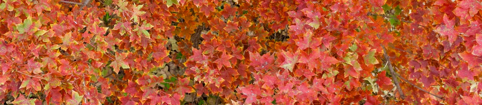 Acer truncatum dwarf Shantung maple after hard freeze.