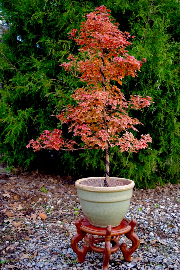 Acer truncatum 'Flower God' dwarf Shantung or Shandong maple.