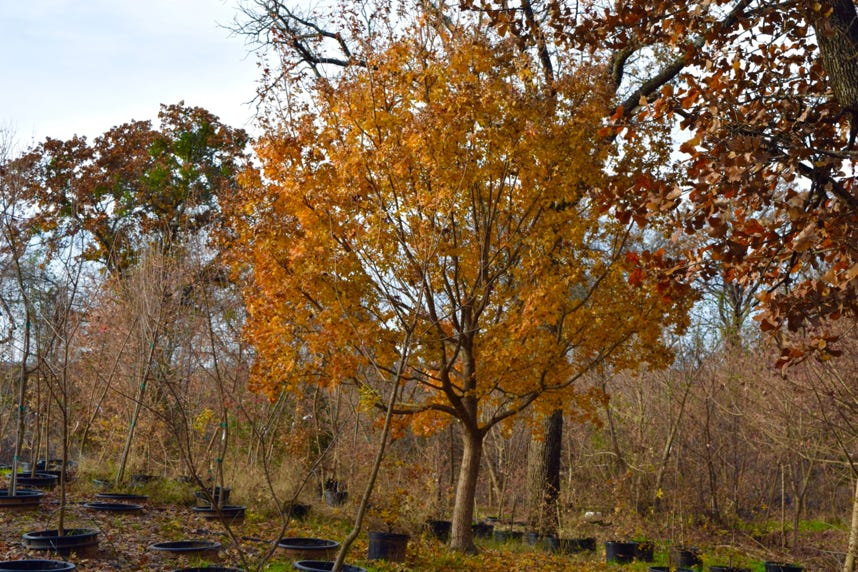 Acer truncatum Neglected Dragon drought tolerant Shantung maple.