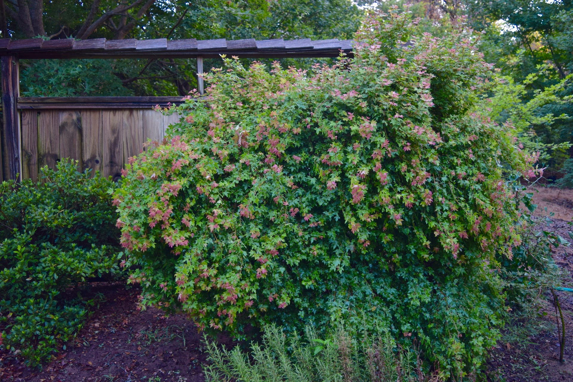 Acer truncatum Baby Dragon TM.  Dwarf Shandong, or Shantung maple, heat and cold tolerant.  Great for bonsai too.