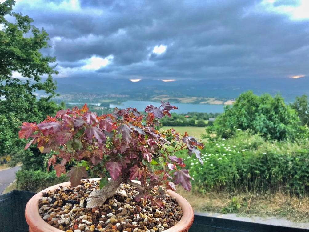 Dwarf Shantung maple bonsai