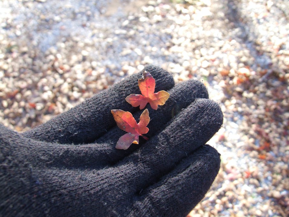 First Dwarf Acer truncatum, Shandong or Shantung maples.