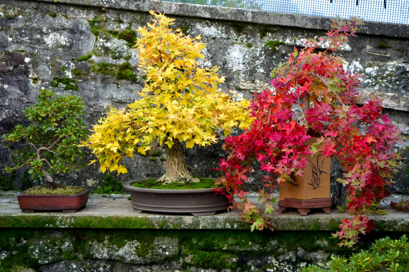 Metro Maples Fire Dragon, Flower God dwarf Shantung maple, Shandong , Baby Dragon, patented maple, acer, bonsai, dwarf