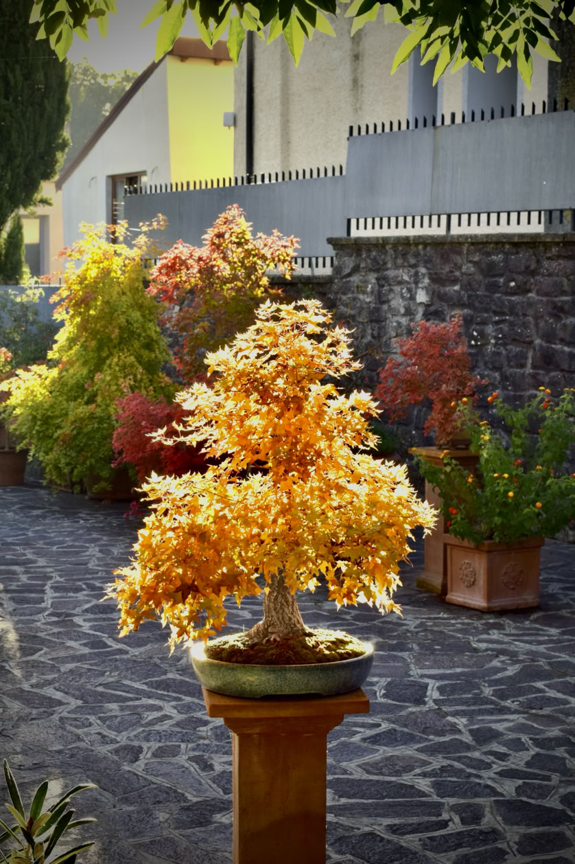 Baby Dragon bonsai, year 2025. Acer truncatum, Baby Dragon Shantung maple, bonsai, fall color maple