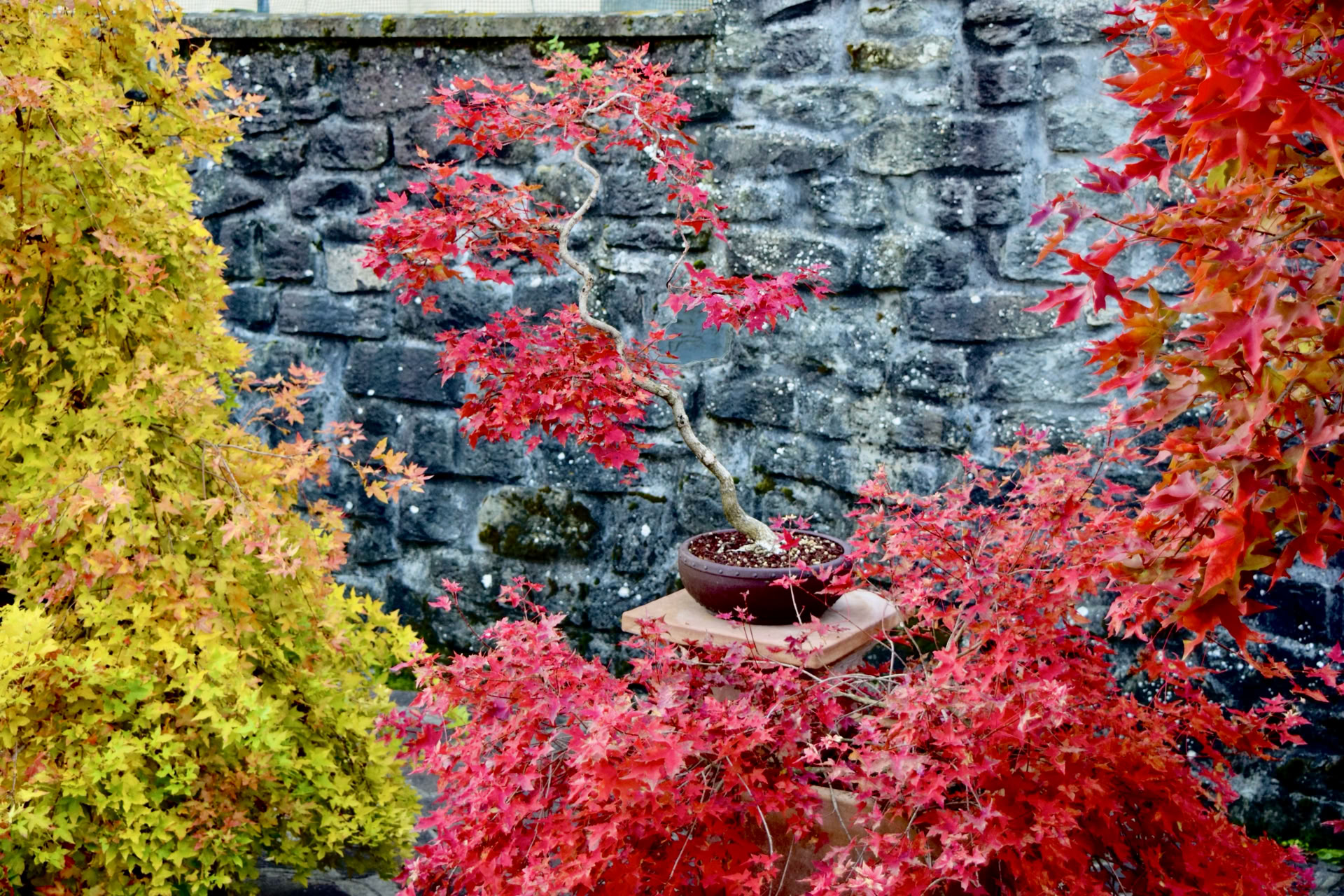 Acer truncatum Shantung maple Shandong maple tree, fall color, bonsai, metro maples, maple leeaves, information on maples