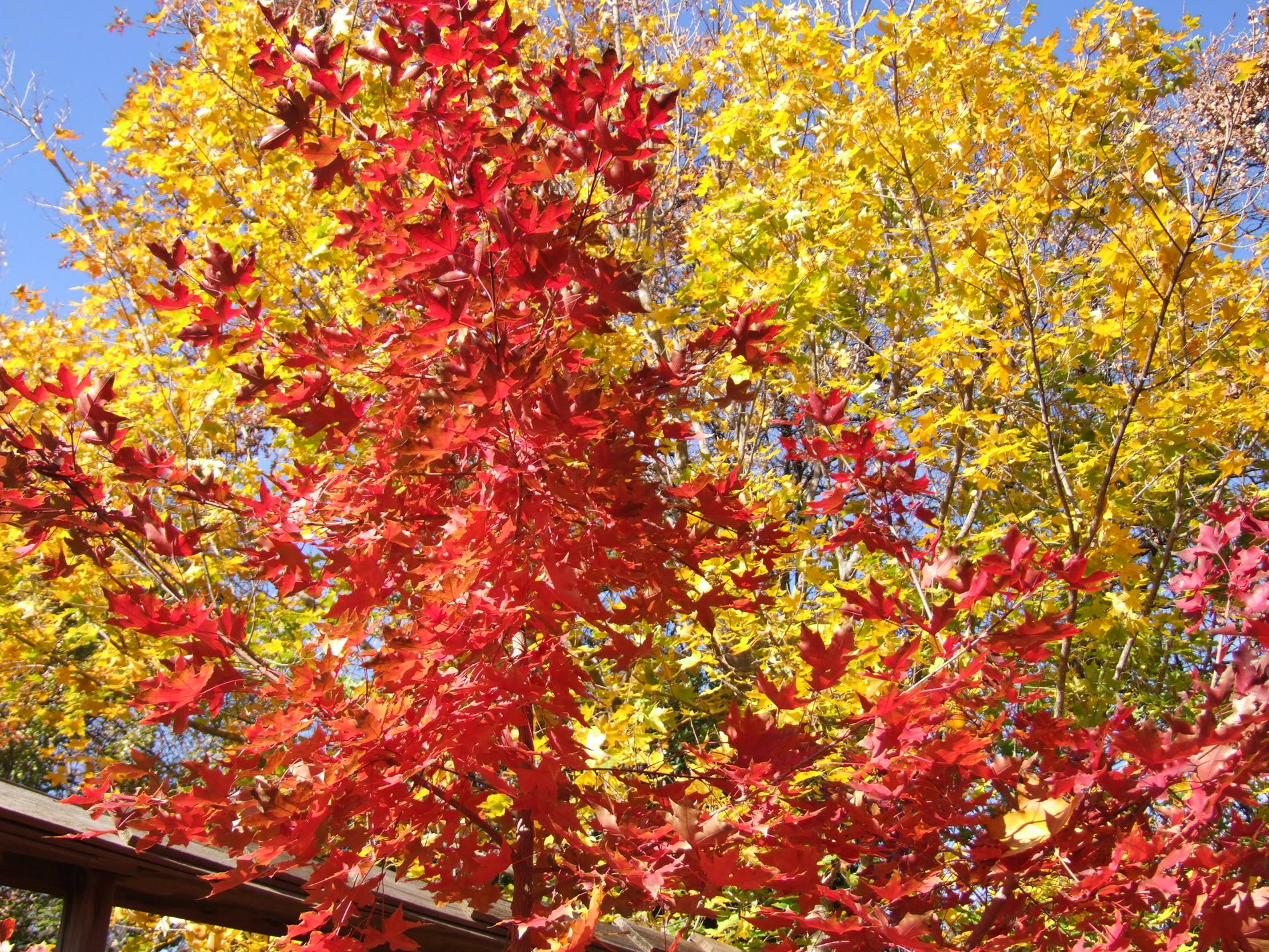 Acer truncatum Shantung maple Shandong maple tree, fall color, bonsai, metro maples, maple leeaves, information on maples