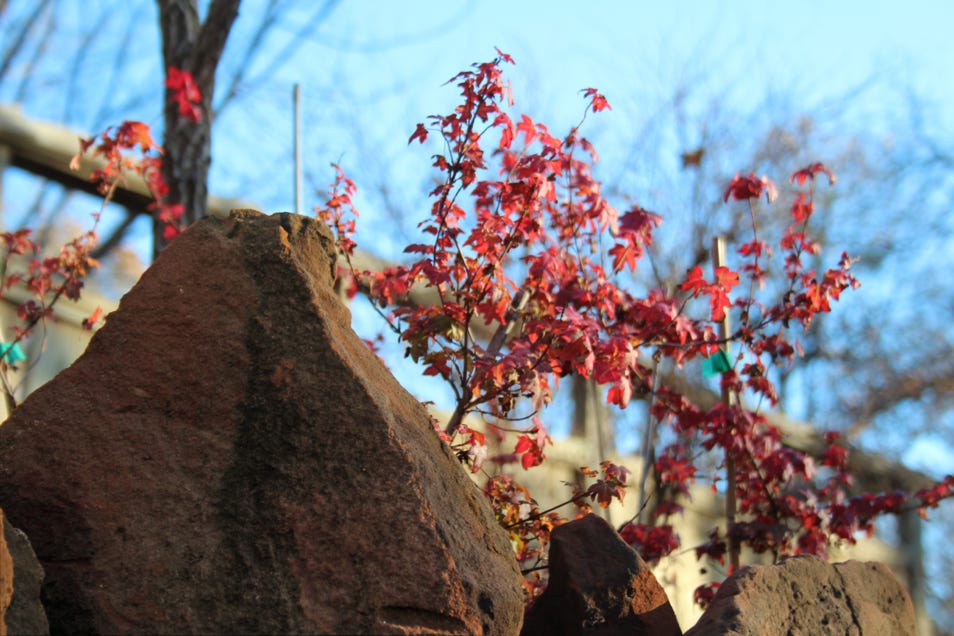 Fall color on Acer truncatum dwarfs after the 2011 record heat.  Shantung, or Shandong maple dwarfs with Fire Dragon parentage.