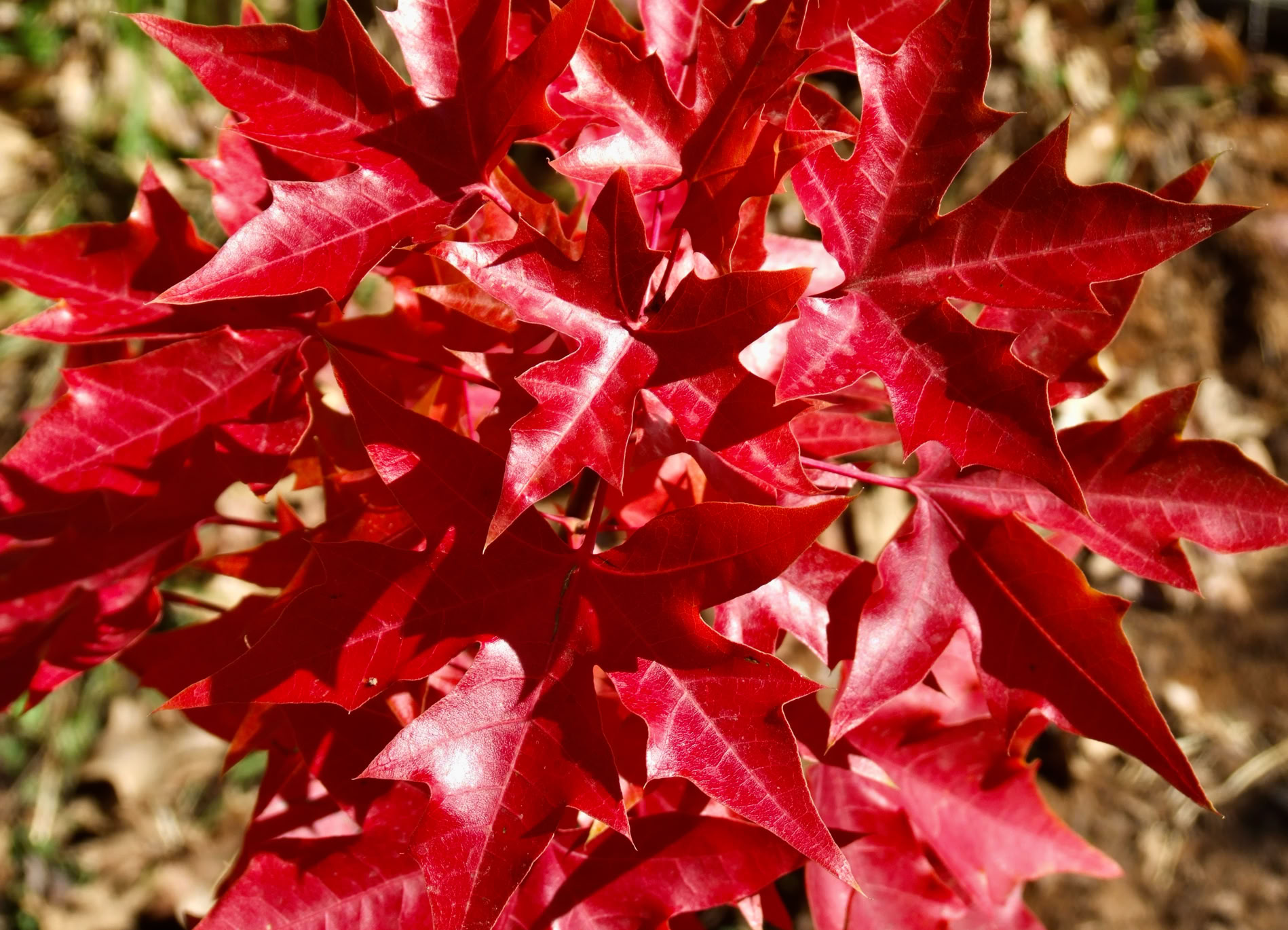 Acer truncatum Shantung maple Shandong maple tree, fall color, bonsai, metro maples, maple leeaves, information on maples, Fire Dragon fall color