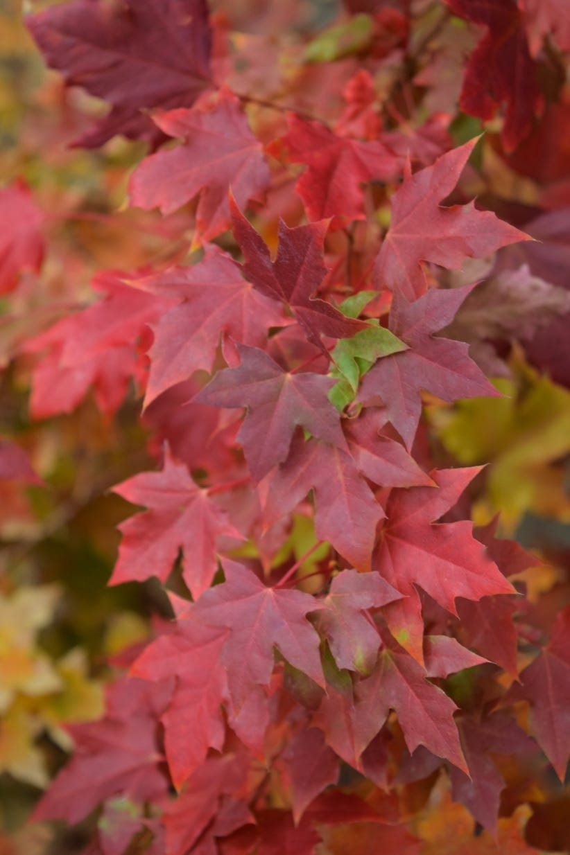 Flower God dwarf truncatum, a favorite Shantung Shandong maple.  Acer truncatum Flower God.  Dwarf Shandong maple.  A good Shantung for garden, patio, or bonsai.  Fall color.