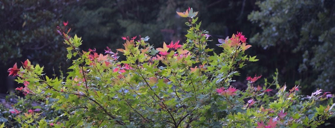 Acer truncatum 'Baby Dragon' TM, Shandong or Shantung maple.  Dwarf maple and superior bonsai maple.