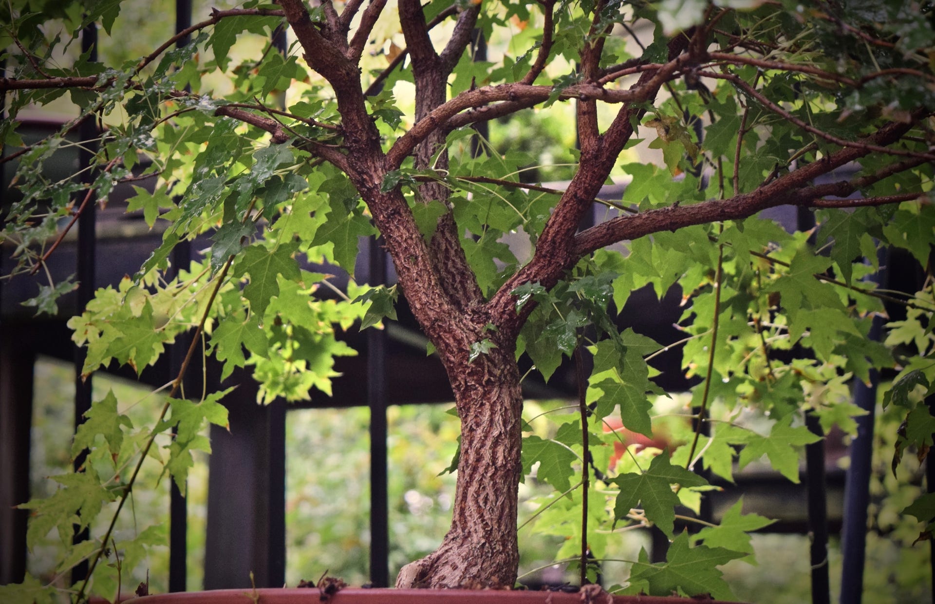 Acer truncatum, Shandong or Shantung in bonsai training.  A dwarf, 5 years old.