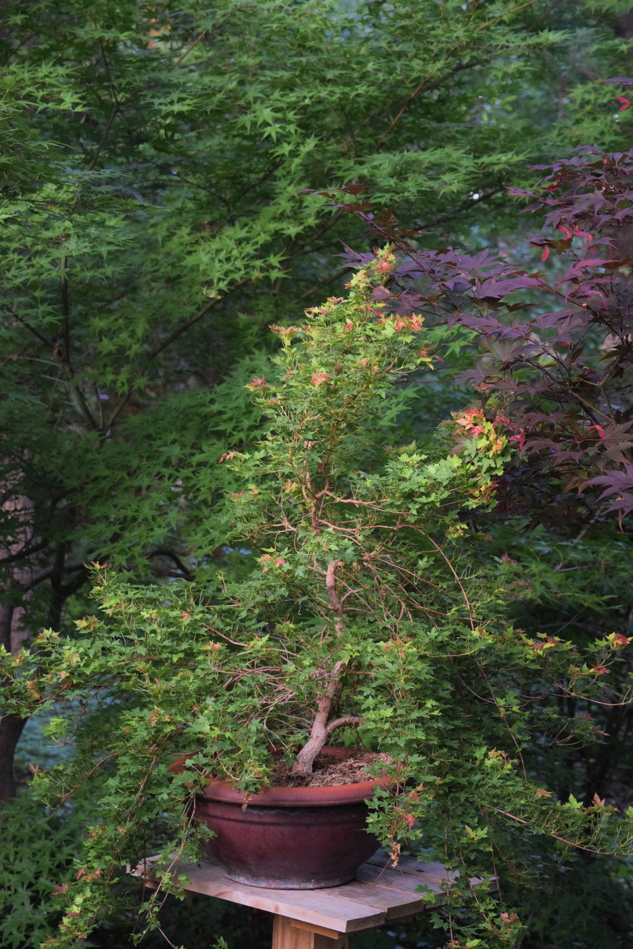 The Blob.  Acr truncatum dwarf Shandong, or Shantung maple.