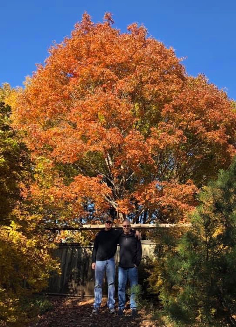 Acer truncatum Shantung maple Shandong maple tree, fall color, bonsai, metro maples, maple leeaves, information on maples