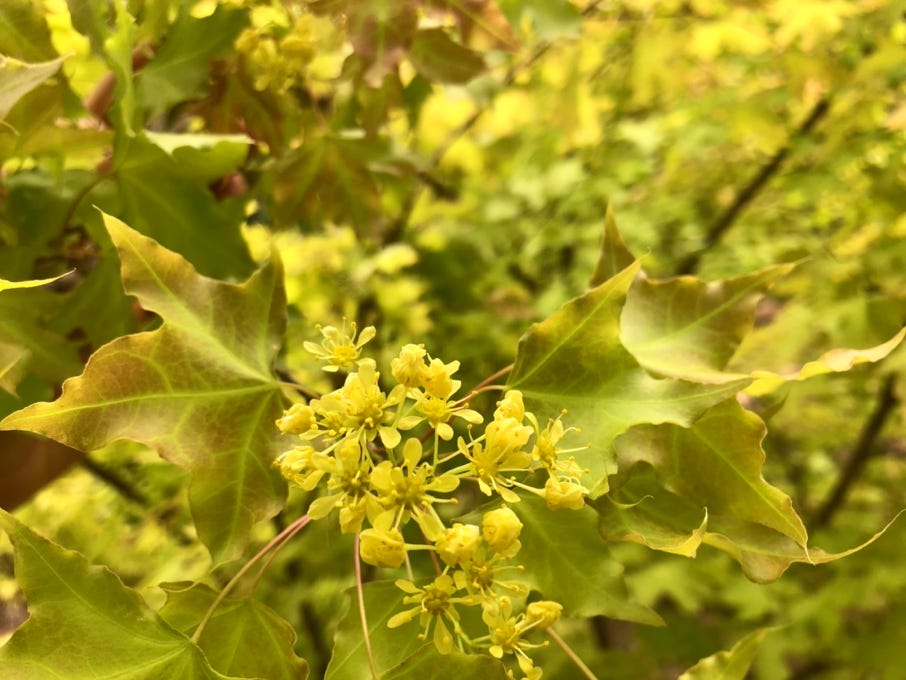 Super Dragon Shantung Shandong maple Acer truncatum yellow leaves and yellow flowers