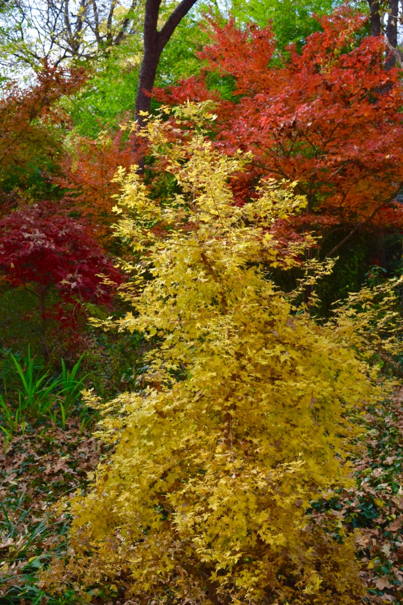 Acer truncatum 'Baby Dragon' TM, Shandong or Shantung maple.  Dwarf maple and superior bonsai maple.