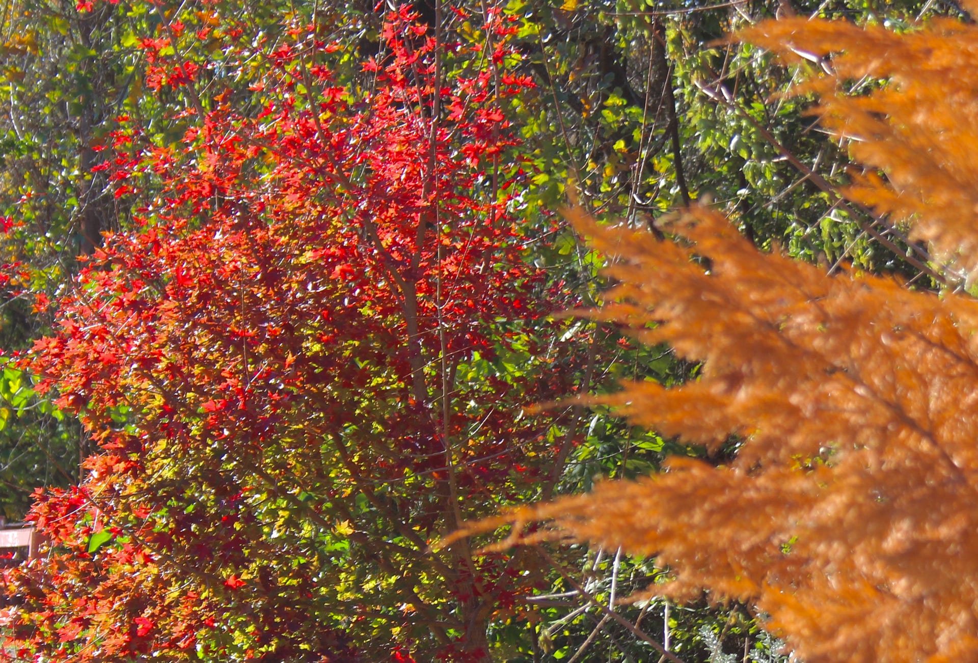 Acer truncatum Fire Dragon survives The Summer From Hell.  Shandong, or Shantung maples can take the heat.