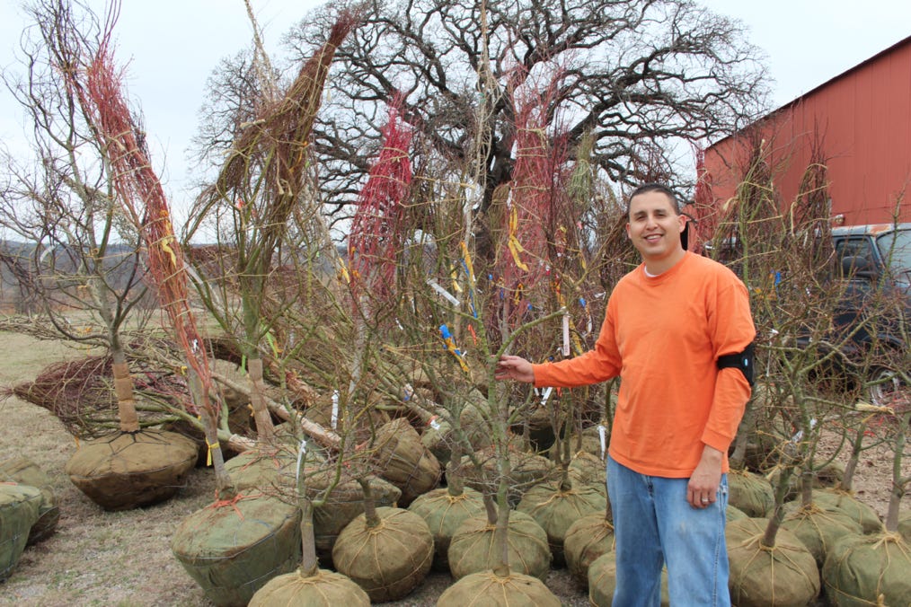 Unloading maples and admiring Shantung maples at Metro Maples, Fort Worth, TX.