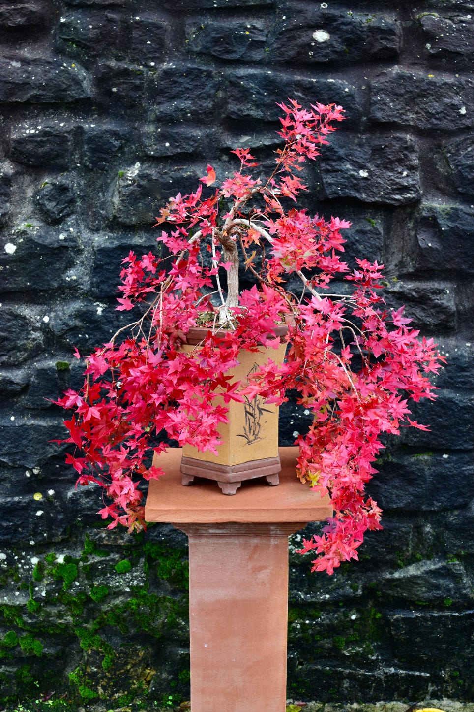 Acer truncatum Shantung maple Shandong maple tree, fall color, bonsai, metro maples, maple leeaves, information on maples