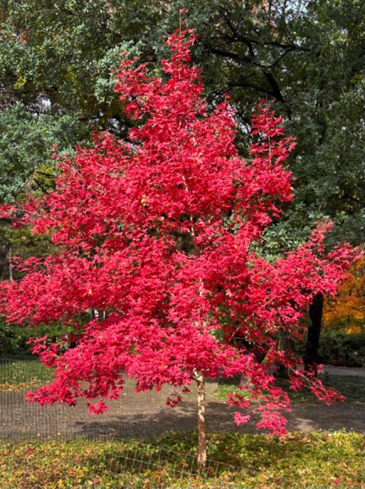 Fire Dragon in Texas, Neil Sperry garden, fall 2024.  Shantung maple. Red fall color.