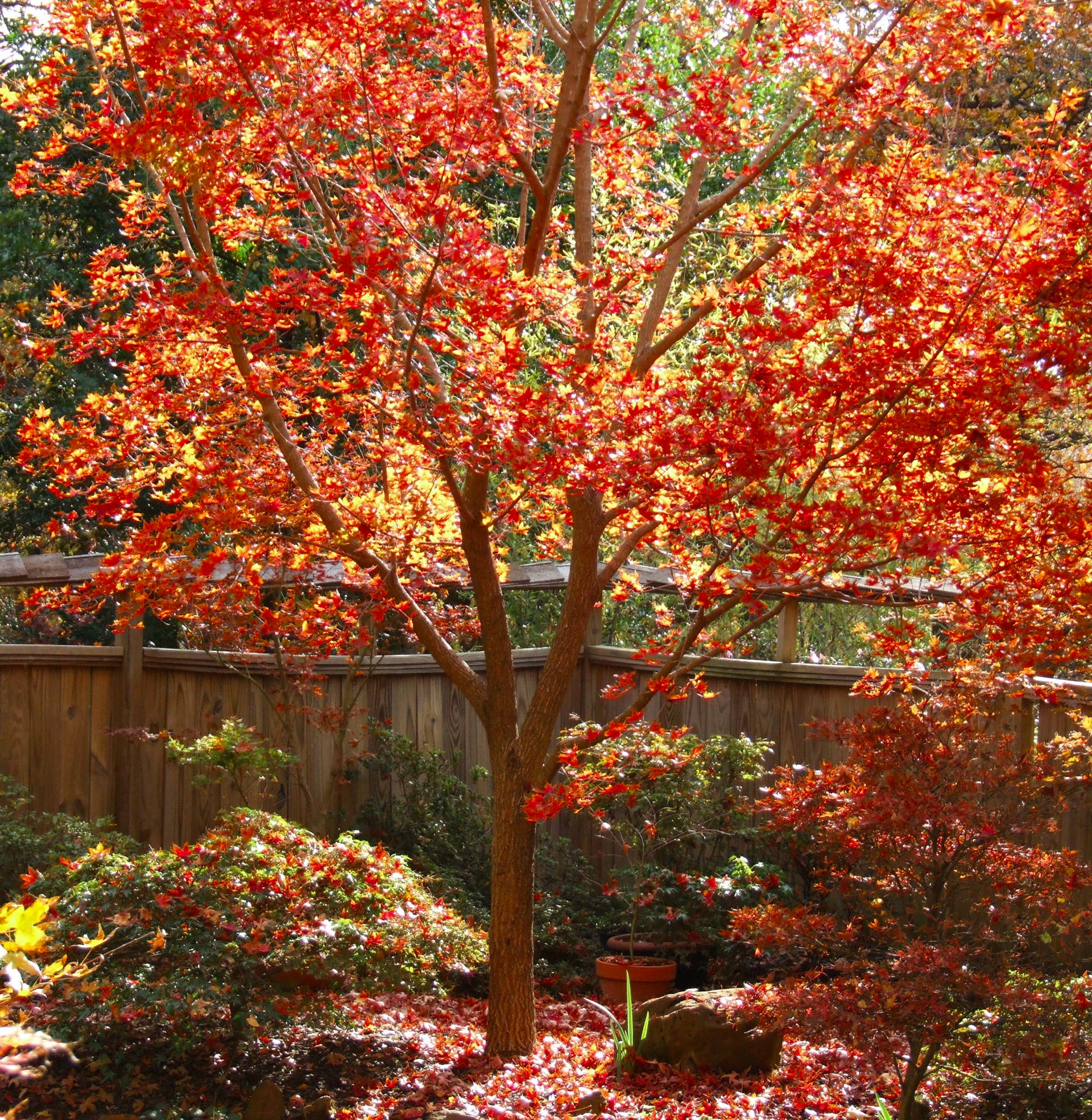 Acer truncatum Shantung maple Shandong maple tree, fall color, bonsai, metro maples, maple leeaves, information on maples