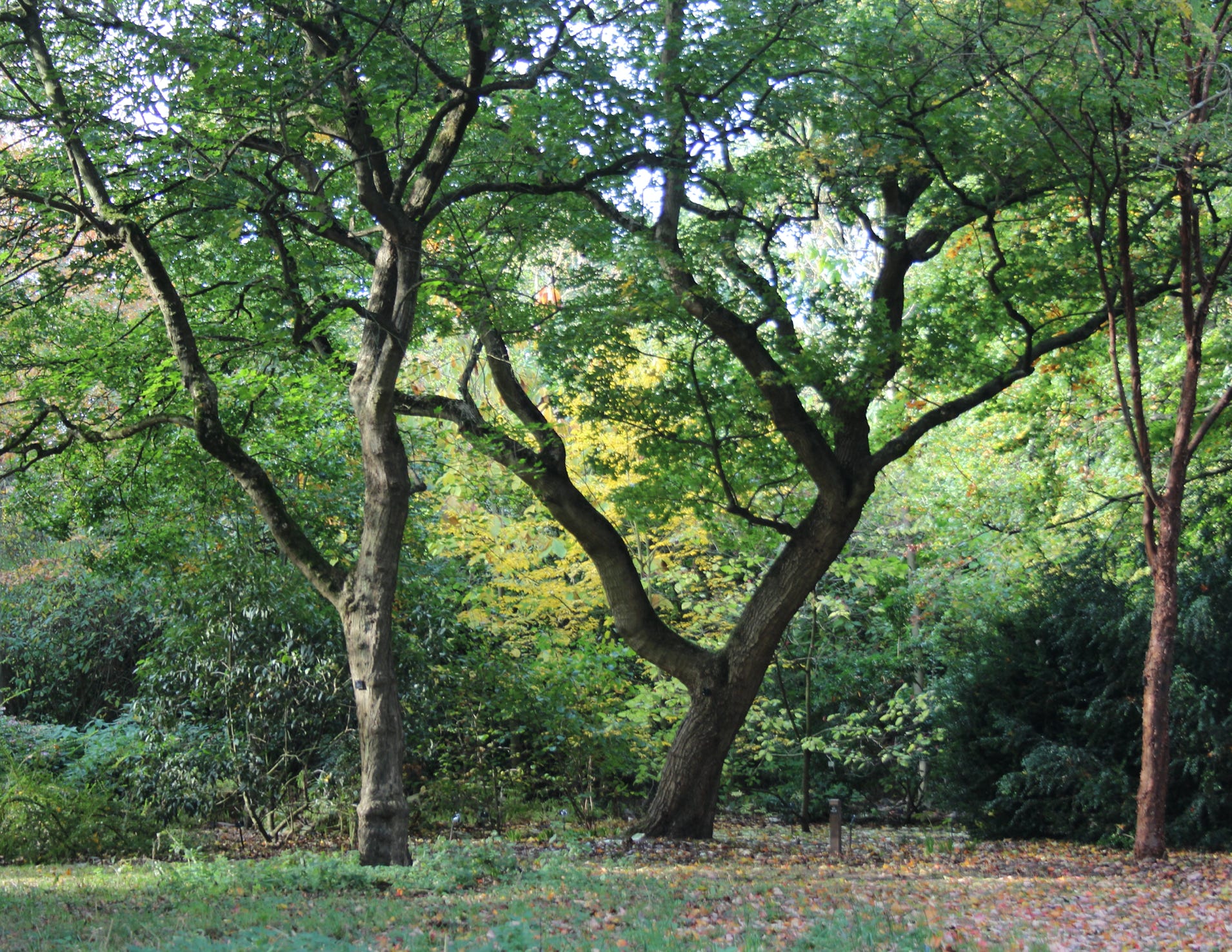 Acer truncatum Shantung maple Shandong maple tree, fall color, bonsai, metro maples, maple leeaves, information on maples