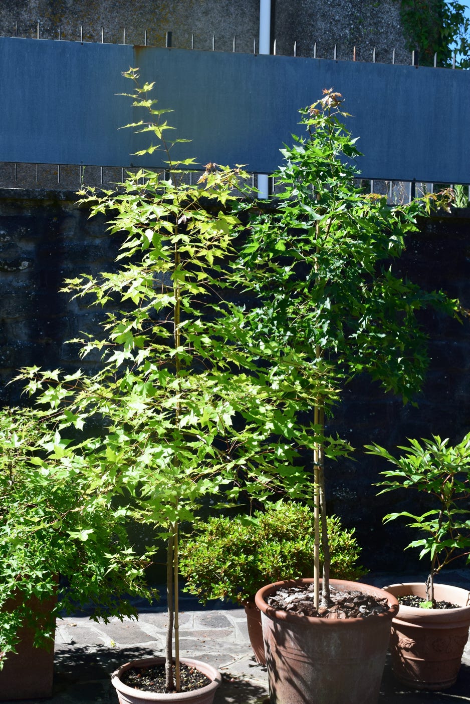 Acer truncatum, Shantung maple, Fire Dragon, seedling, 3rd generation Shandong maple