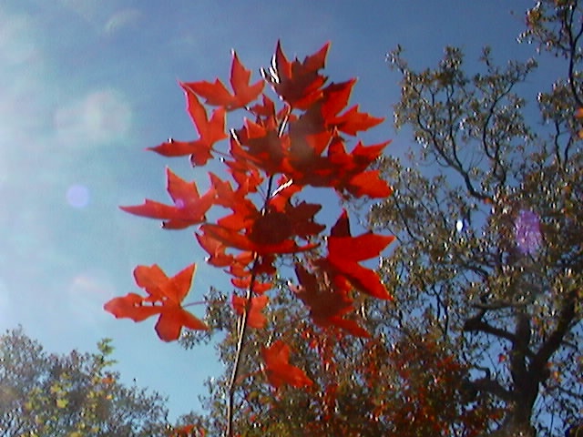 Fire Dragon Shantung maple, first picture in the fall 2001.  First cultivar of Acer truncatu, Shantung maple.