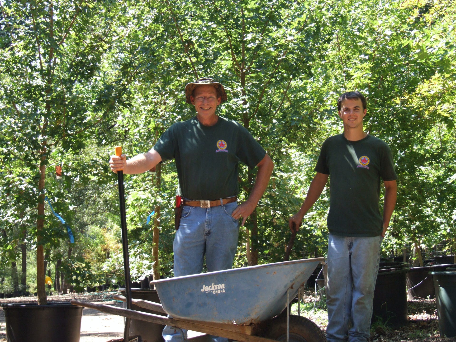 Acer truncatum, Shantung maples dug and potted in the August heat at Metro Maples in 2008.  Shandong maple is indestructible.  Keith Johansson and Scott Hubble.