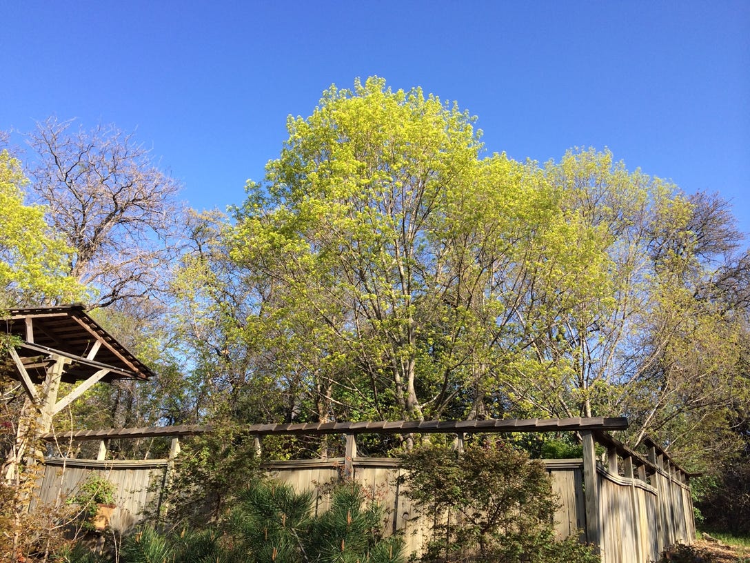 Acer truncatum Fire Dragon Shantung blooms at Metro Maples.  Shandong maple blooms before the leaves.