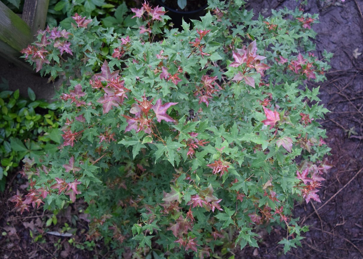 Acer truncatum 'Pure Fun' dwarf Shantung or Shandong maple.