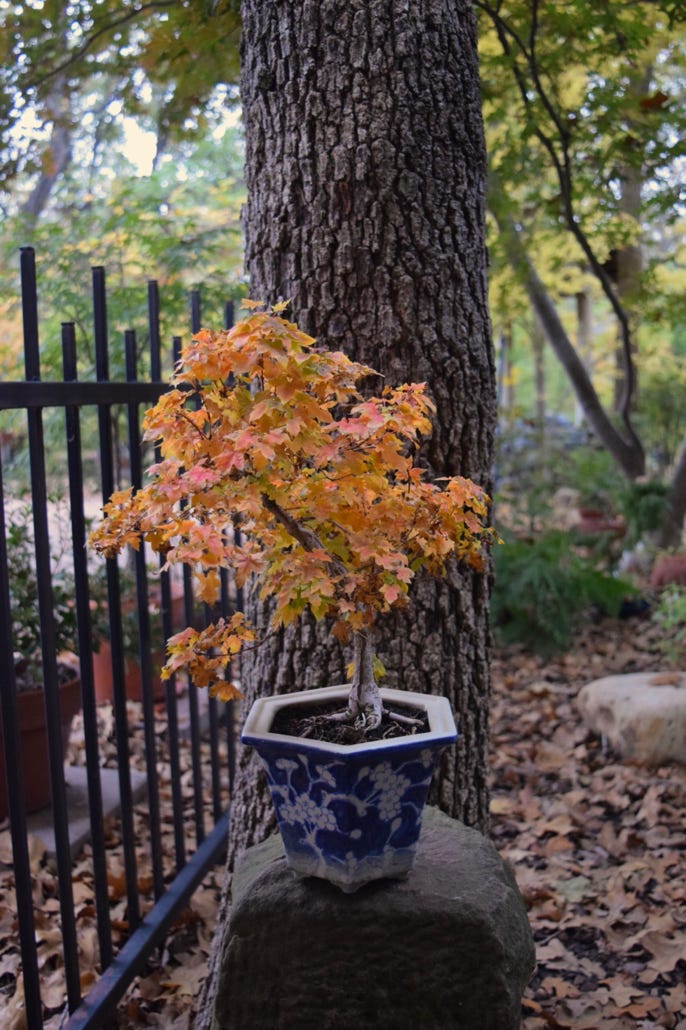 Happy Dragon Shandong maple.  A dwarf A. truncatum, Shantung maple.