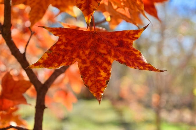 Acer truncatum Sweet Spot Shantung maple, or Shandong maple.