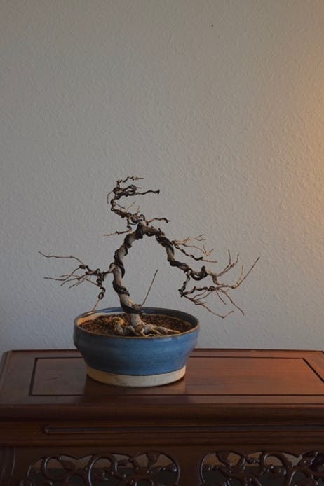 Micro Dragon dwarf Shantung maple.  Acer truncatum or Shandong maple.