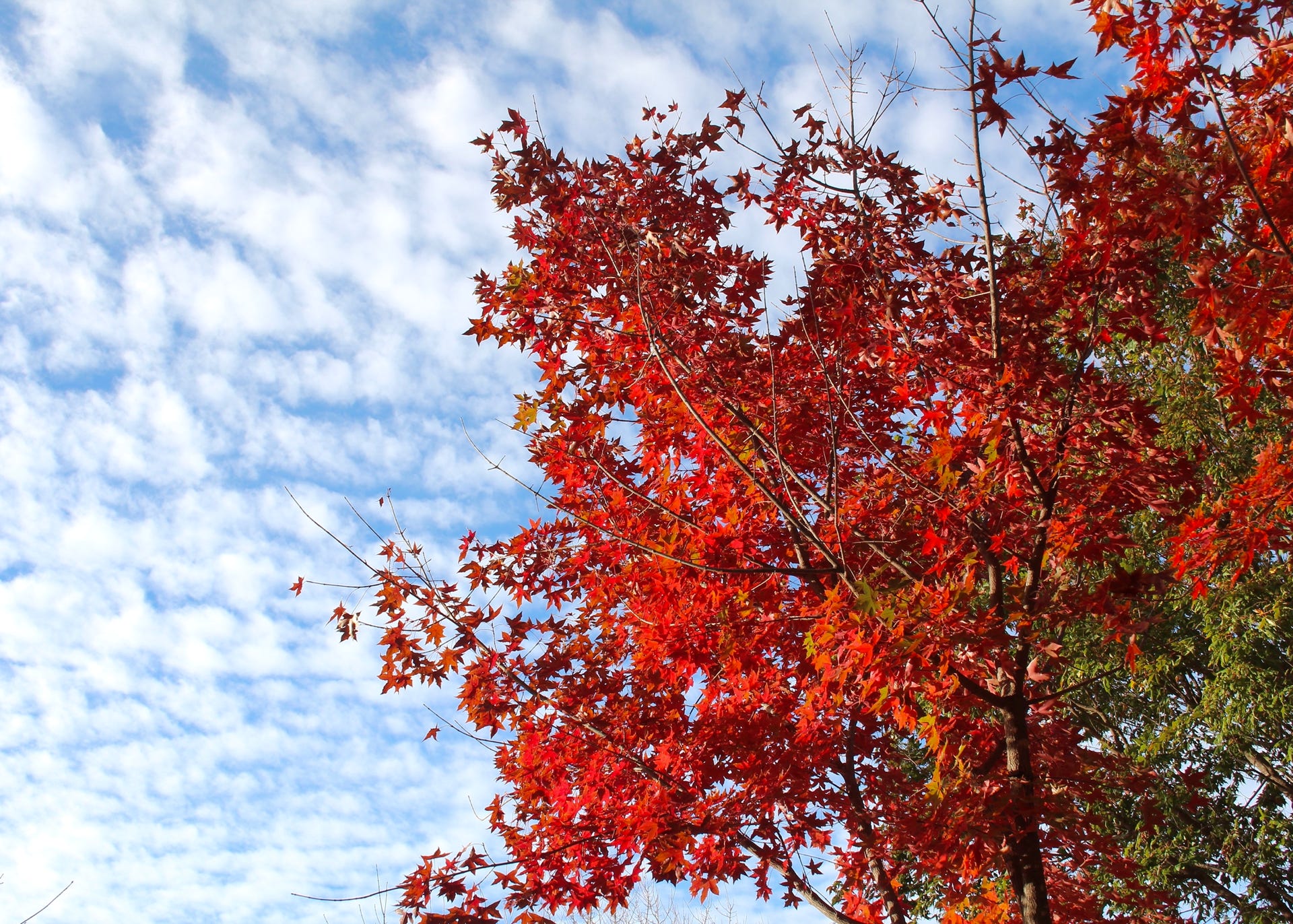 Acer truncatum Shantung maple Shandong maple tree, fall color, bonsai, metro maples, maple leeaves, information on maples