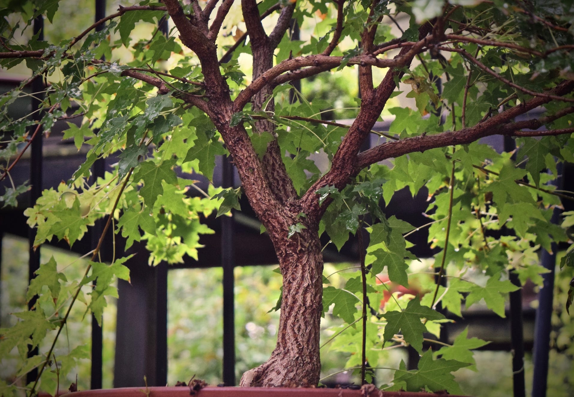 Acer truncatum Shantung maple Shandong maple tree, fall color, bonsai, metro maples, maple leeaves, information on maples