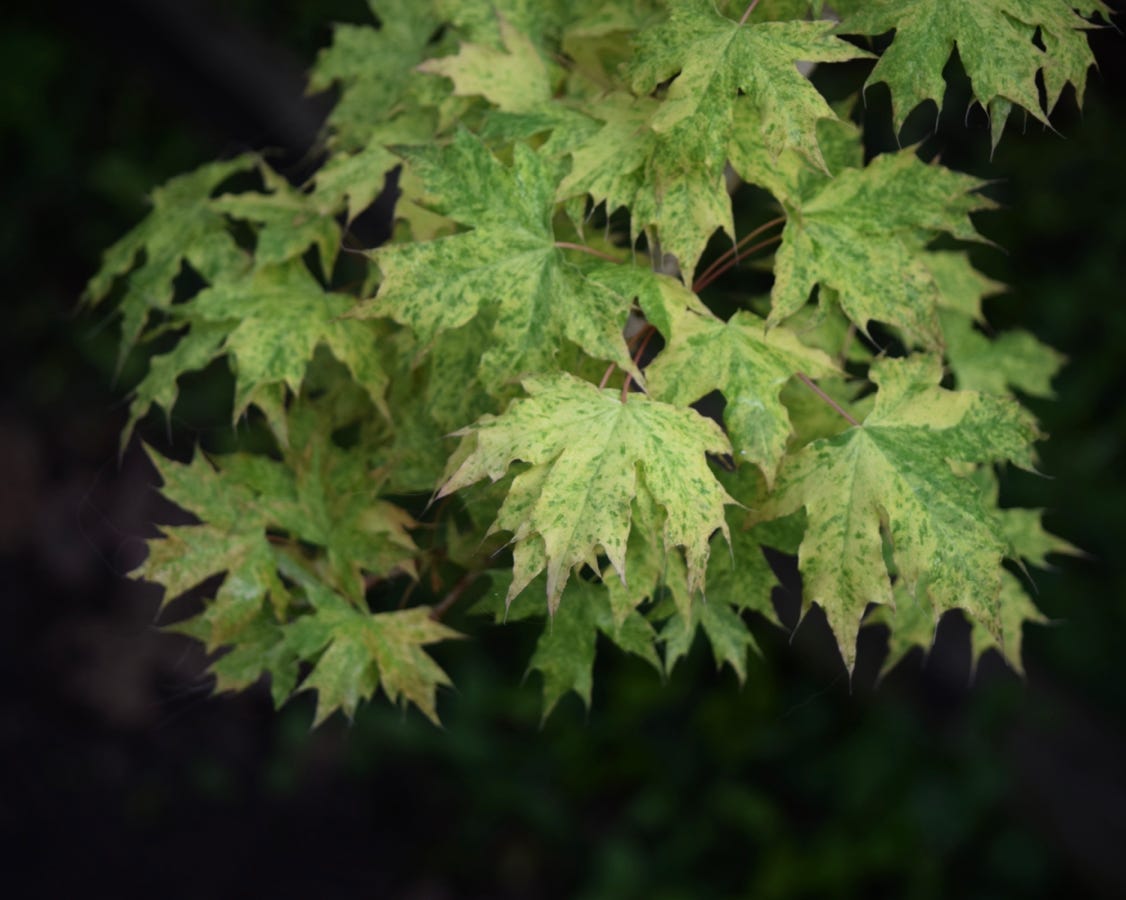 Acer truncatum Shantung maple Shandong maple tree, fall color, bonsai, metro maples, maple leeaves, information on maples