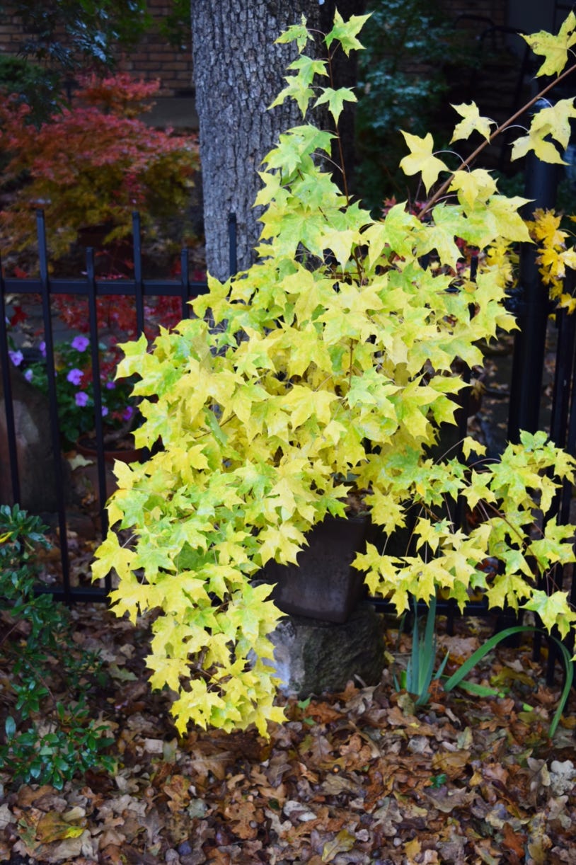 Acer truncatum 'Sugar Dragon', Shantung Shandong maple, variegated, fall colors