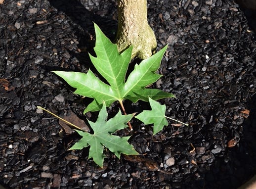 Acer truncatum 'Fiya Dragon', Shandong or Shantung Chinese maple at Metro Maples.