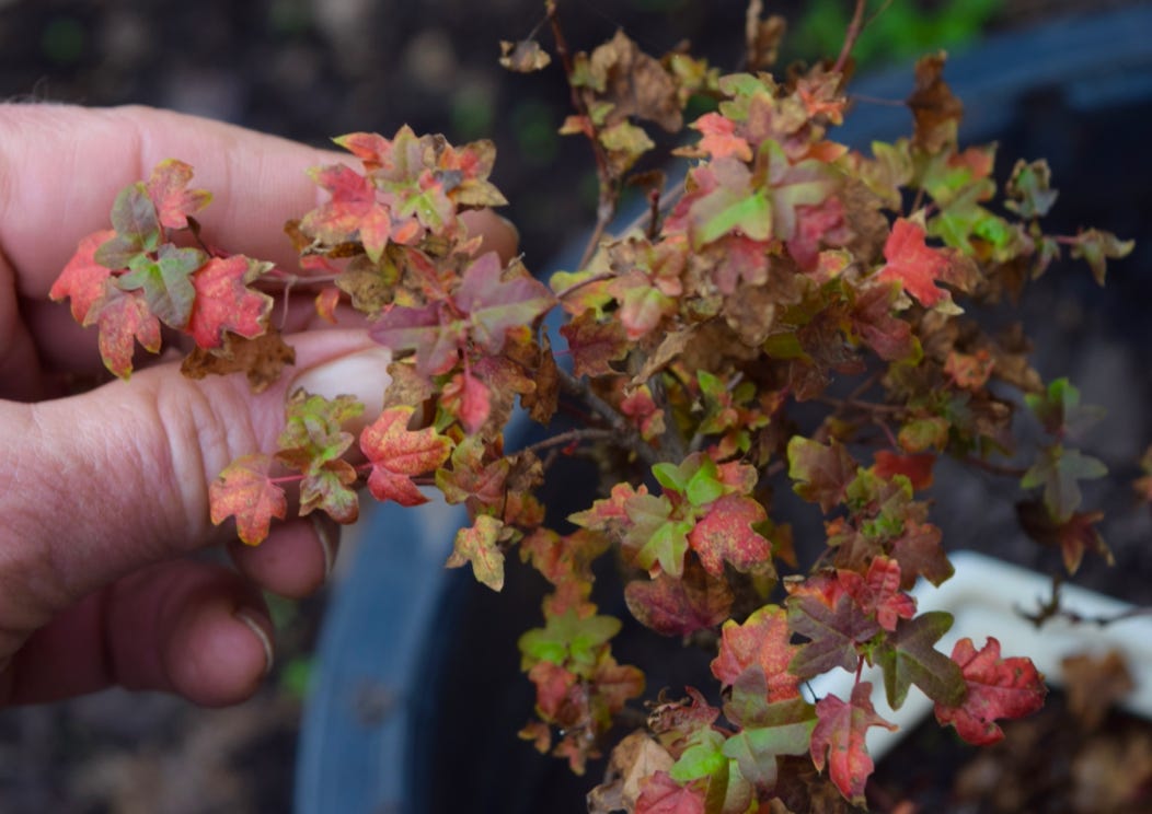 Happy Dragon Shandong maple.  A dwarf A. truncatum, Shantung maple.