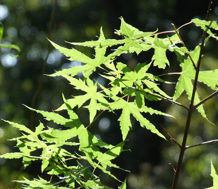 Acer truncatum Shantung maple Shandong maple tree, fall color, bonsai, metro maples, maple leeaves, information on maples