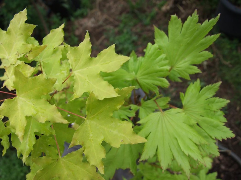 Acer truncatum Super Dragon TM a great yellow leaf Shandong maple taking the hot sun better than any.  Another Shantung intro by Metro Maples.