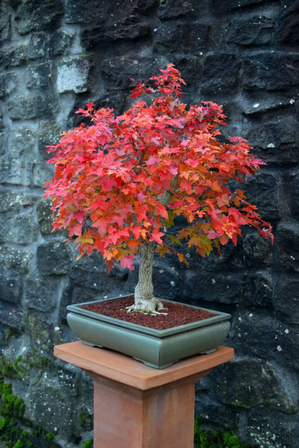 Fire Dragon, Flower God dwarf Shantung maple, Shandong maple, acer, bonsai, dwarf