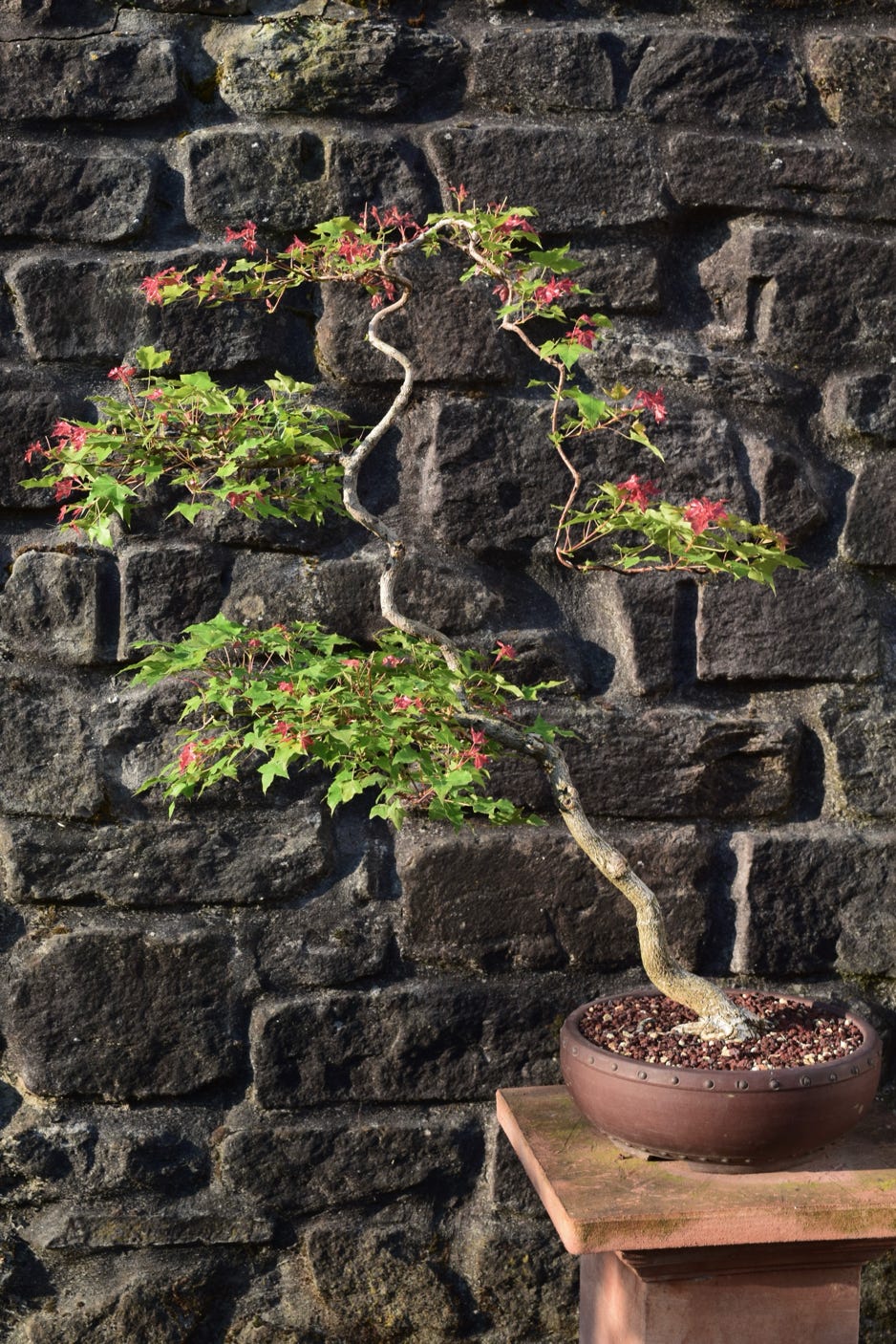 Acer truncatum, dwarf Shantung, bonsai, maple flowers, red fall color, literati bonsai maple