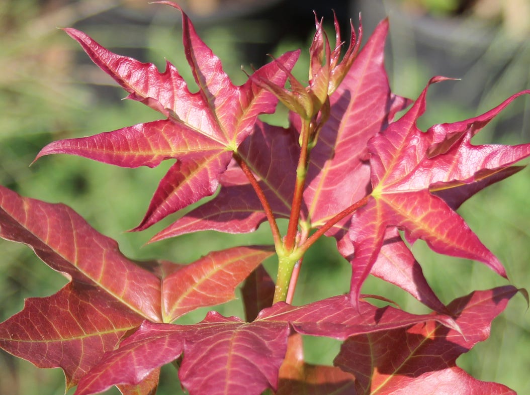 Acer truncatum Shantung maple Shandong maple tree, fall color, bonsai, metro maples, maple leeaves, information on maples