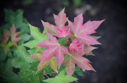 Acer truncatum 'Flower God' dwarf Shantung or Shandong maple.