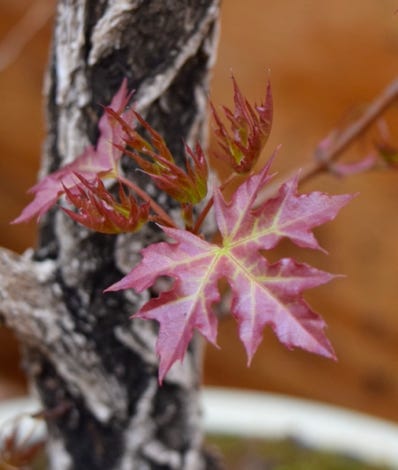 Acer truncatum 'TARP Dragon' Shandong or Shantung maple.